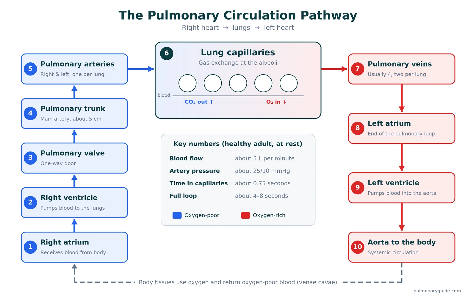 Diagram of the pulmonary circulation pathway: right ventricle, pulmonary valve, pulmonary trunk, pulmonary arteries, lung capillaries around alveoli, pulmonary veins and left atrium