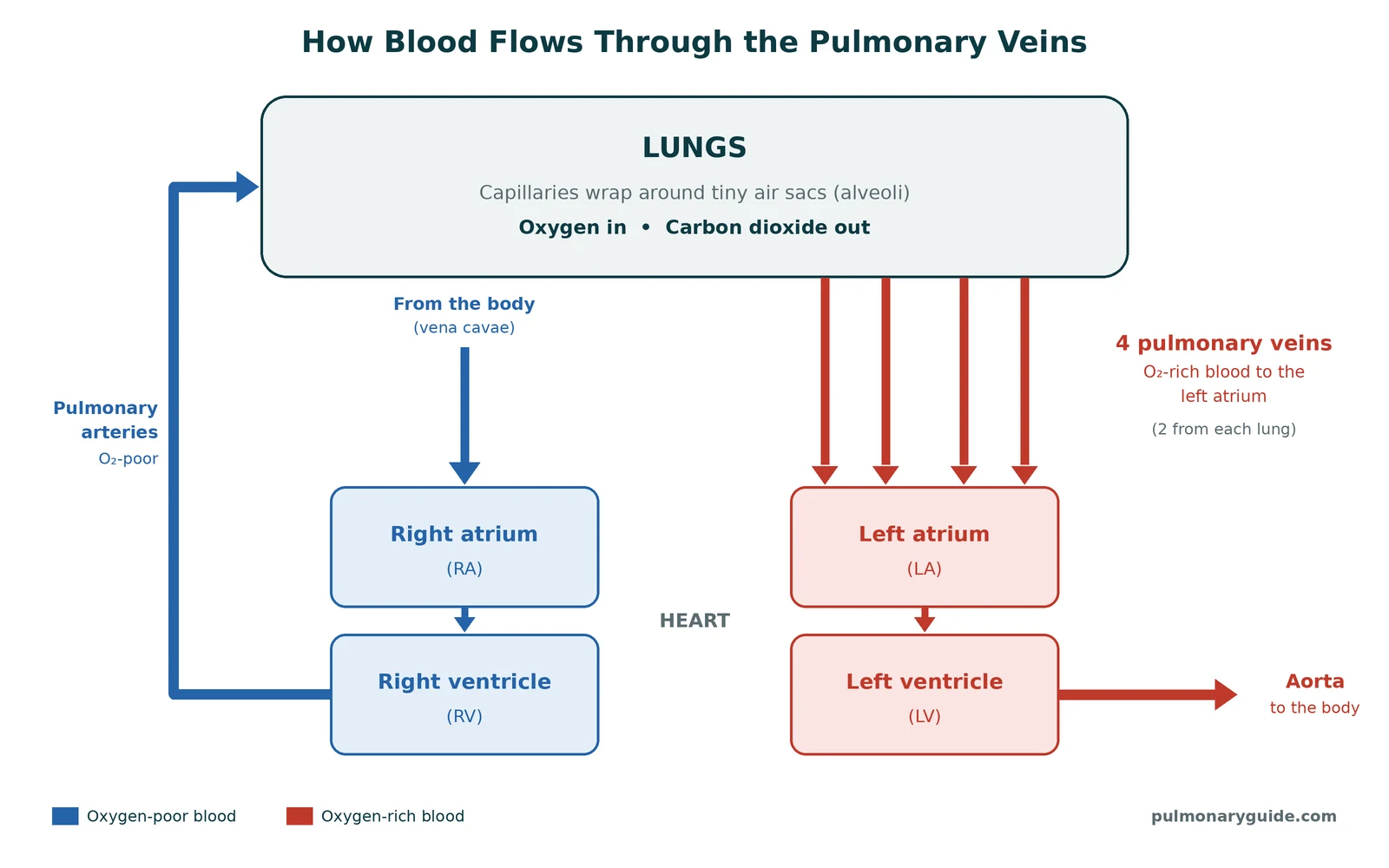 Diagram of blood flow through the pulmonary veins: oxygen-poor blood leaves the right ventricle through the pulmonary arteries, picks up oxygen in the lungs, and returns through four pulmonary veins to the left atrium